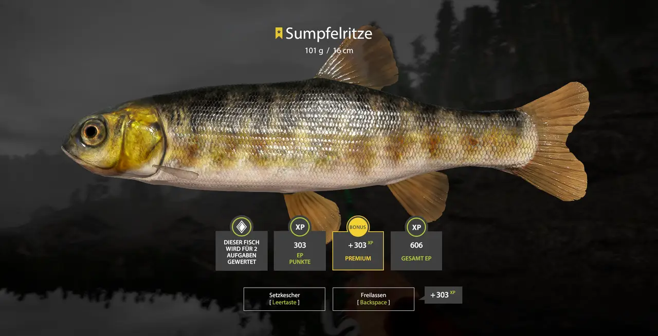 Am Ladogasee kann man die Sumpfelritze abschliessen - 8m Auswurf - auf der Insel am Leuchtturm